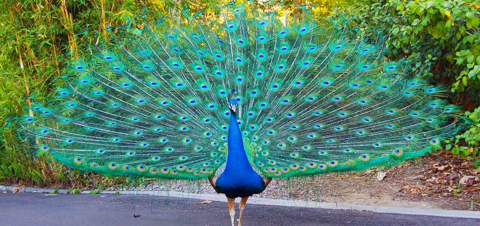 Peacock